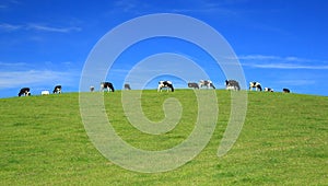 Herd of cows graze on a horizon
