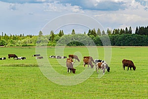 Herd of cows graze in the meadow