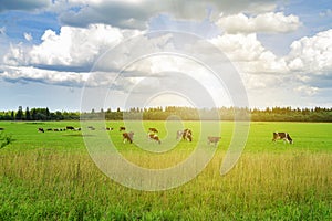 Herd of cows graze in the meadow