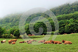 A herd of cows graze on a meadow. Foggy mountain landscape in the early morning