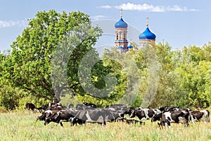 a herd of cows graze in a meadow near a church in Russia