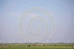A herd of cows graze in a meadow, pasture cattle, with a whole row of wind turbines in the background in the polder in the