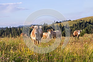 Herd of cows graze on a summer grass meadow on the sunset