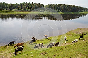 A herd of cows grazes on the bank of the Siberian river