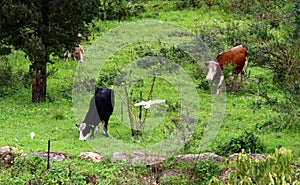 Cows graze on the edge of the forest