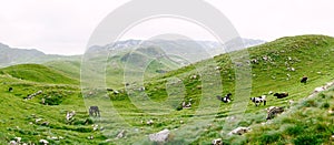 A herd of cows grazes on green hilly meadows in the mountains of Montenegro. Durmitor National Park, Zabljak. The cows