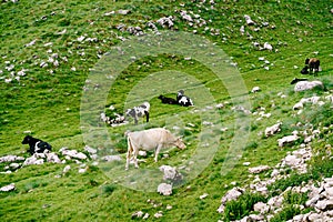 A herd of cows grazes on green hilly meadows in the mountains of Montenegro. Durmitor National Park, Zabljak. The cows