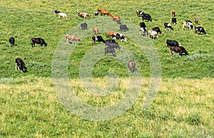 Herd cows grazes on green spring pasture.