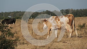 Herd of Cows Grazes on a Meadow in the Setting Sun