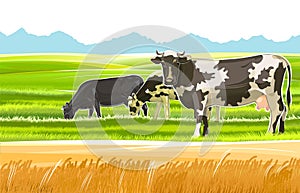 A herd of cows grazes among the rural hills. Pastures. Meadows and wheat fields. Rustic village landscape. Farm work