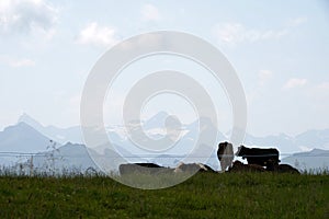 Herd of cows grazing an alpin meadow in high altitude in Switzerland. photo