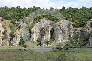 a herd of cows grazing at the base of some rocks