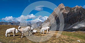 A herd of cows grazing in a beautiful valley , with the mountain and a nice blue sky in the background