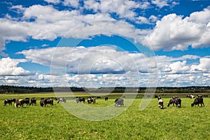 A herd of cows grazing on a bright green spring grass against the background of a forest under a blue sky with cumulus clouds