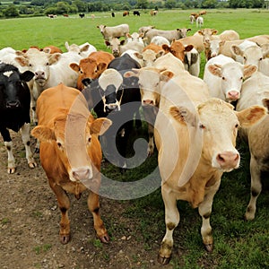 Herd of cows grazing on the farmland