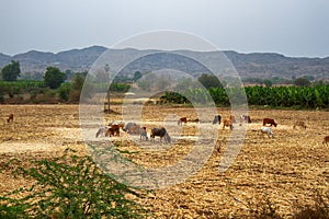 A herd of cows grazing in the field