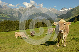 Herd of cows grazing at Gerschnialp above Engelberg on the Swiss alps