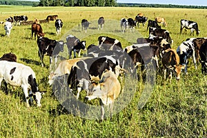 A herd of cows grazing on a green field on a bright sunny day