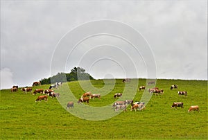 Herd of cows grazing in the green field on a gloomy day