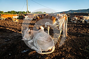 herd of cows grazing on green grass in a traditional Maasai village in East Africa. Cattle breeding in the village.