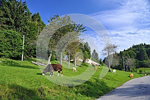 Herd of cows grazing on green lawn