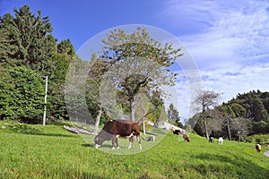 Herd of cows grazing on green lawn