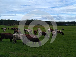 a herd of cows grazing on a green meadow