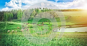 Herd of cows grazing on a green meadow near the lake in the hills at sunny summer day. The picturesque landscape. Dairy farm.