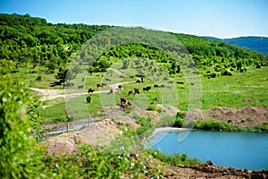 Herd of cows grazing on a green meadow near the lake in the hills at sunny summer day. The picturesque landscape. Dairy