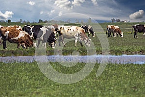 Herd Of Cows Grazing On Green Pasture