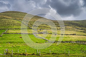 Herd of cows grazing on green pastures on the mountainside in Dingle