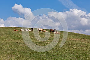 Herd of cows grazing on a high hill pasture