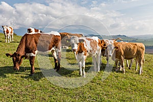 Herd of cows grazing on a high hill pasture