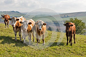 Herd of cows grazing on a high hill pasture