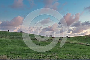 A herd of cows grazing on a hill, beautiful colored sky
