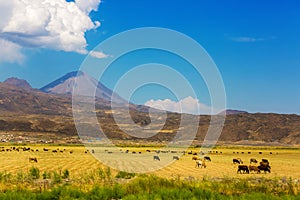 A herd of cows grazing on a Little Ararat Mount