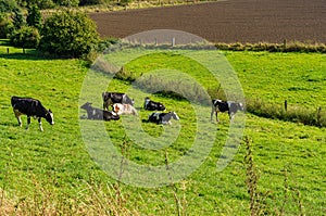 A herd of cows are grazing and lying in a pasture