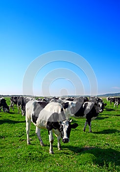 Herd of cows grazing in meadow