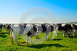 Herd of cows grazing in meadow