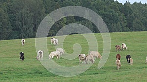 Herd of cows grazing on a meadow