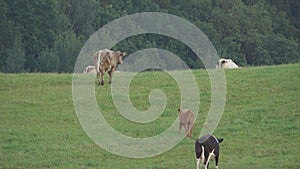 Herd of cows grazing on a meadow