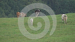 Herd of cows grazing on a meadow