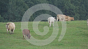 Herd of cows grazing on a meadow