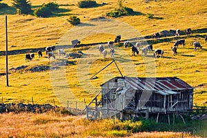 Herd of cows grazing on the meadow field in Ordu, Turkey