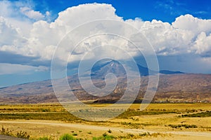 A herd of cows grazing on a Mount Ararat