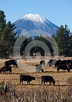 A herd of cows grazing and the Mount Doom / Ngauruhoe in the background in New Zealand