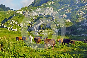 Herd of cows grazing in the mountains