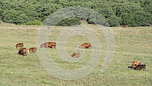 Herd cows grazing in Oklahoma