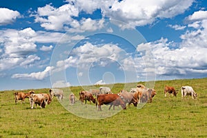 Herd of cows grazing on a pasture