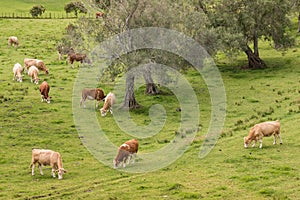Herd of cows grazing on pasture
